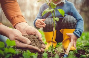 Keeping Your Trees Healthy @ Mercer Public Library