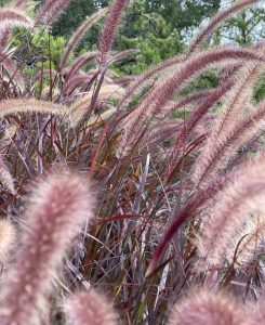 Ornamental Grasses for Northwoods Landscapes @ Mercer Public Library